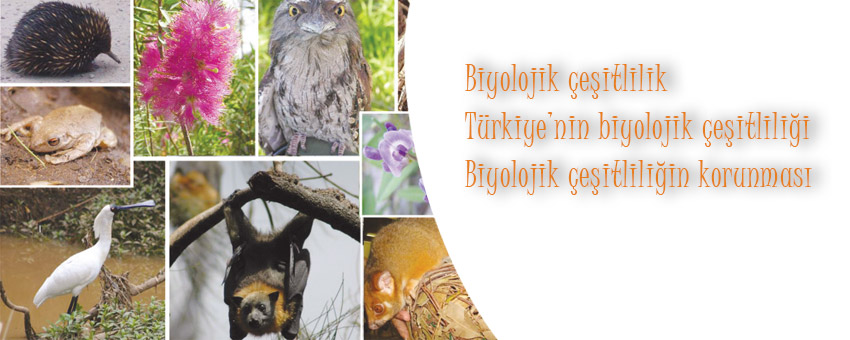 Biyolojik çeşitlilik nedir, Türkiye'nin biyolojik çeşitliliği, Biyolojik çeşitliliğin korunması ve korunma yolları