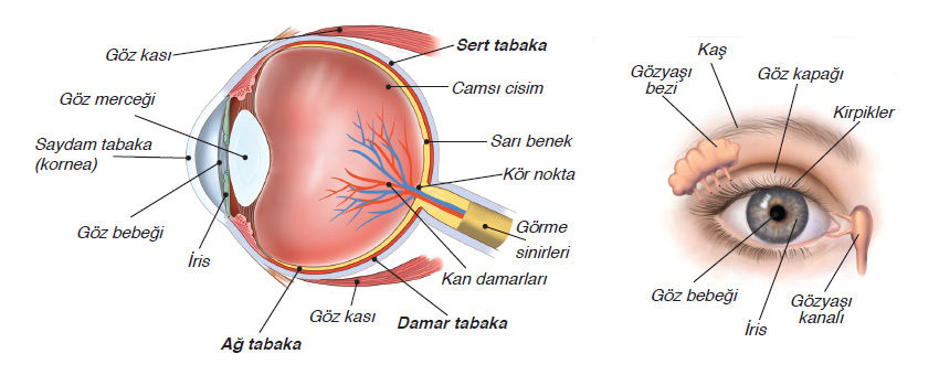 Gözün yapısı, görme olayı nasıl gerçekleşir, görme kusurları nelerdir, göz sağlığını koruma yolları