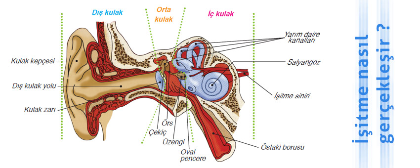 Kulağın yapısı ve bölümleri, işitme nasıl gerçekleşir, kulak sağlığını korumak için neler yapılmalı