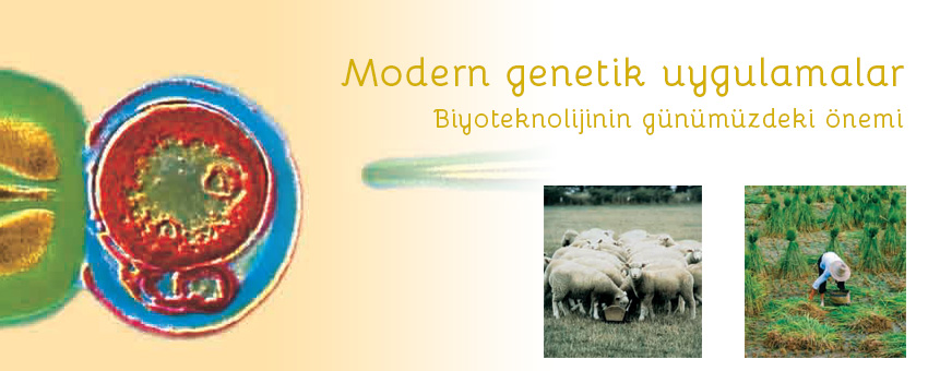 Biyoteknolojinin günümüzdeki önemi, modern genetik uygulamalar, gen mühendisliği uygulamalarının yararları